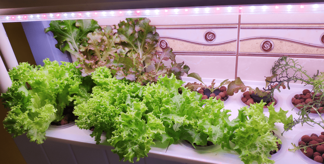 sałata pod lampami LED grow do uprawy roślin świetlówka T8