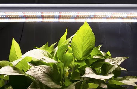 lampa z nanorelfektorem T5 grow led sunlike