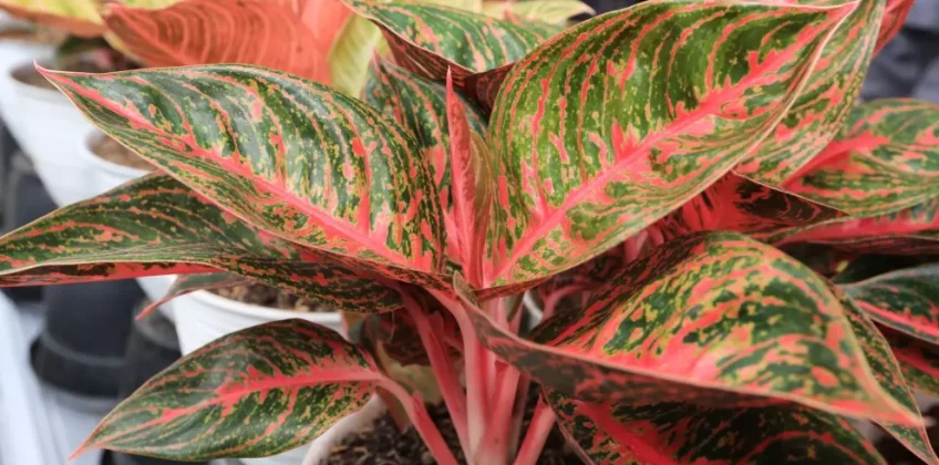 Aglaonema – uprawa, podlewanie, nawożenie - Blog Mr. Light