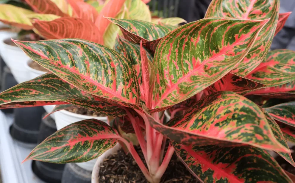 Aglaonema – uprawa, podlewanie, nawożenie - Blog Mr. Light