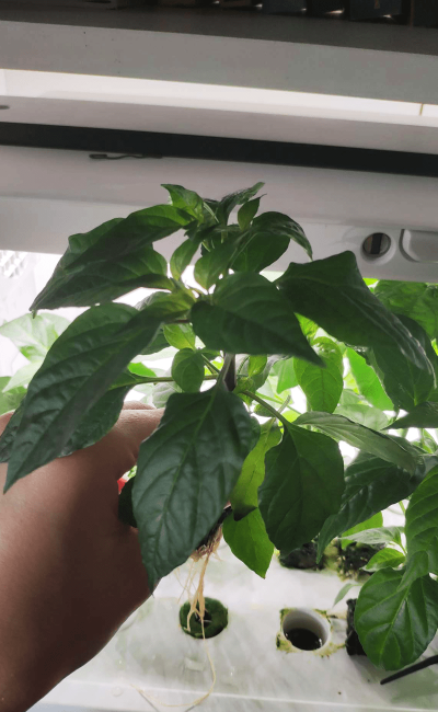 Sadzonka papryki w hydroponicznej szklarni do uprawy roślin GreenFarm